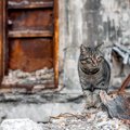 塹壕で兵士に喜びを与え、ともに戦った猫たち。とっさの機転で兵士の命を…