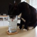 猫に『氷』を与えるときの注意点4つ　体調に影響はある？安全な与え方まで