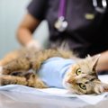 猫の去勢・避妊費用の相場は？手術以外でかかるお金や助成金について