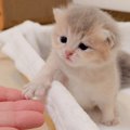 猫の赤ちゃんの脱走を手助けした結果…『お母さん猫』がとった行動に「…