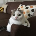 猫が信頼する飼い主になる方法３つ