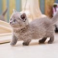 スコティッシュフォールドの人気猫ブログ３７選！