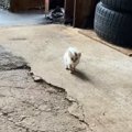 『雨の日にずぶ濡れの子猫が訪ねてきた……』思わず涙する『運命的な出会い…