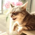 猫も『咳』をすることがある！見られたら、考えられる病気4選