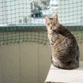 猫を『バルコニー』に出さないほうがいい5つの理由　事故や脱走の原因…