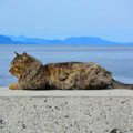 猫の聖地、愛媛県の猫島に行こう！