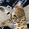 猫が『爪を立てるとき』の心理５選