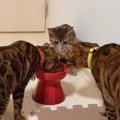 ごはんだー！猫さんたちの食事風景！