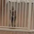お留守番していた猫→『大好きな飼い主』が帰ってくると…嬉しさが伝わる『…