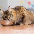 こんなご飯は食べたくない！猫の不味いのサイン５つ！