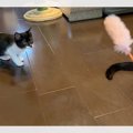 一旦興味ないフリからのフェイントに一同驚愕！狩り上手な子猫さんが…