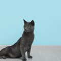 猫の『座り方が変わる』ことでわかる3つの病気　痛みを感じている場合…