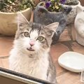 寒空の下で“ゴミを漁っていた野良猫”が家を訪ねてきて…保護された現在→心…