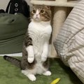 遊ぼう♡おねだり上手な猫さん！