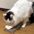 猫ちゃんによる爪とぎ講座を開催！？