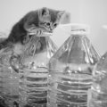 猫にまつわる『素朴なギモン』3選　“ペットボトルを嫌がる”はウソ？ホ…