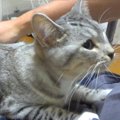 ヒザの上が大好きな子猫→何度降ろしても…予想をはるかに超える『尊い光景…
