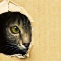 猫が飼い主のお風呂を監視する6つの意味