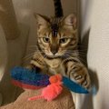 猫の『テンションが上がる！』楽しい遊び方７つ