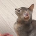 飼い主さんに呼ばれてやって来た猫→『お座り、お手』と言われると…驚きの…