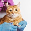 猫の『爪切り』の注意点3つ！暴れる時の対処法とは