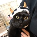 猫が環境の変化を好まない理由５つ