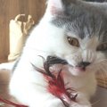 飼い主が寝ている時に猫がよくする行動５つ