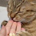 大好物のおやつをもらう猫→食べようとしたら…あまりにも可愛すぎる『盛大…