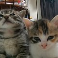 『仲良く並ぶ2匹の子猫』が睡魔に襲われた結果…3分間にわたる『激闘の…