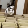 猫に運動をしてもらおうと『小さいダンボール』を並べた結果…「諦めが早い…