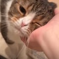 『１週間ぶりに帰ってきたママ』に……猫が『再会の瞬間』に見せた反応…