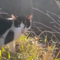 農作業中に現れた『ガリガリの野良猫』→声をかけてみると…涙あふれる展開…