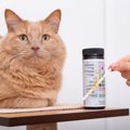 猫の『尿検査』でわかることとは？早期発見に繋がる病気や検査方法・…