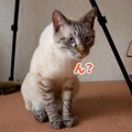 猫ちゃん、大好きな缶詰めの気配をいち早く察知！