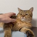 猫をママの後に『パパが撫でた』結果…あからさまな反応の違いが面白す…