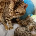 どうしたらいいのかわからニャイ！？子猫ちゃんのお世話をする父猫さん