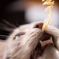 猫に「かつお節」はNG？与えすぎが危険な理由と正しい与え方