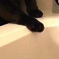 浴槽のふちで『背中に手を添えられた黒猫』→表情を見ると……笑える瞬間…