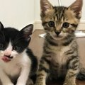 カラスに襲われていた『2匹の子猫』を保護→4年が経つと…思わず感動の…