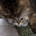 お兄ちゃん猫にたっぷり毛づくろいされた子猫…数秒後の『とんでもない…