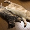 びよーん。暑くて床で伸びちゃう猫ちゃんたち♡