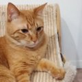 隣に『苦手なぬいぐるみ』があることに『気づいた猫』→次の瞬間……衝撃的な…
