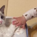 布団の上でくつろいでいた猫→『赤ちゃん』が接近してきた結果…『まさ…