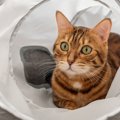 愛猫の『おひとり様時間』を充実させる4つのひとり遊び　方法やおすす…