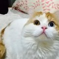 こだわりはモデル並み？！猫にきちんと「水」を飲ませる３つのポイント