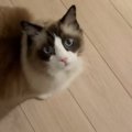 猫にご飯の袋を見せながら、『欲しい？』と聞いてみると…「鳴くかと思った…
