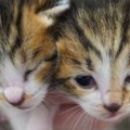 保護された3匹の赤ちゃん猫→家族に迎えて『1年』が経過したら…感動のビフ…