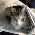 猫の『遊んでほしい！』サイン６つ