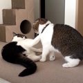 お部屋の中で大暴走！暴れすぎてパパ猫さんに怒られちゃった息子猫くん