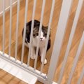 『主がいない夜に玄関で大鳴きしていた猫』１年半後…現在の変化が悲し…